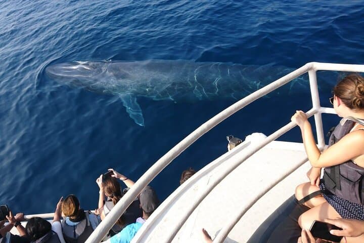 Mirissa Morning Whale Watching: Blue Whales, Dolphins & Breakfast Cruise photo 2