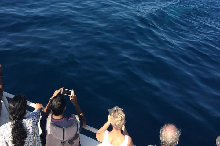 Mirissa Morning Whale Watching: Blue Whales, Dolphins & Breakfast Cruise photo 3