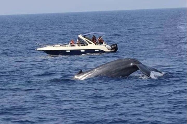 Mirissa Morning Whale Watching: Blue Whales, Dolphins & Breakfast Cruise photo 5