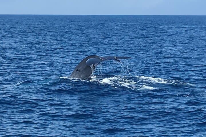 Mirissa Morning Whale Watching: Blue Whales, Dolphins & Breakfast Cruise photo 6