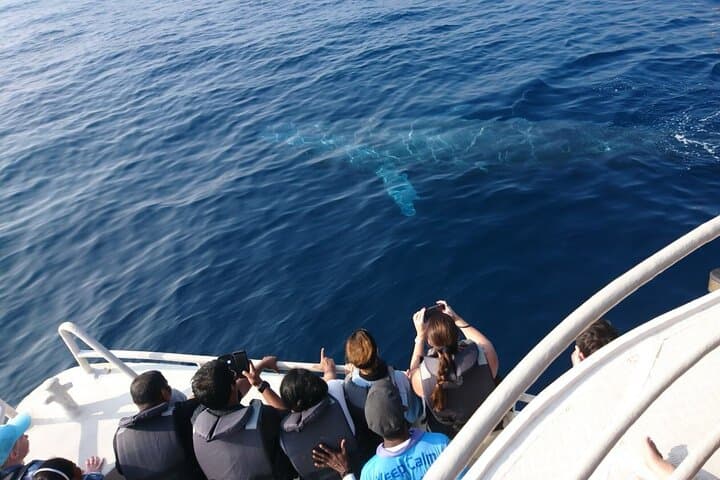Mirissa Morning Whale Watching: Blue Whales, Dolphins & Breakfast Cruise photo 4