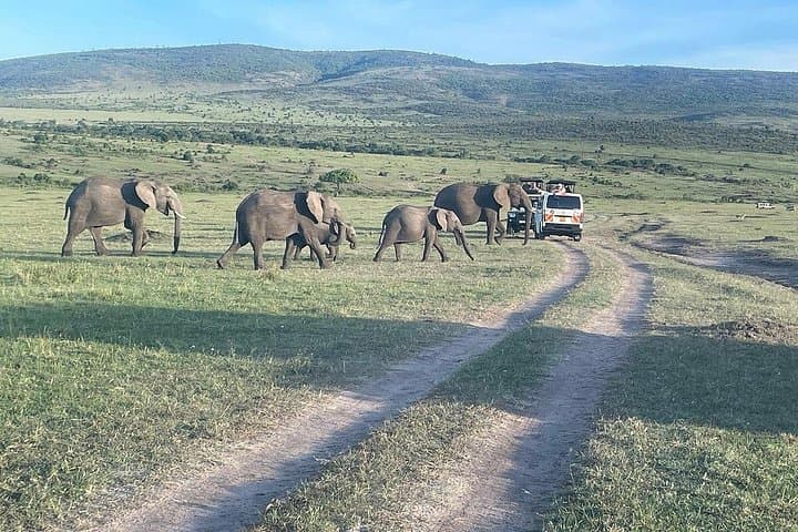 4-Day Maasai Mara Safari from Nairobi — Group 4x4 Wildlife Experience photo 4