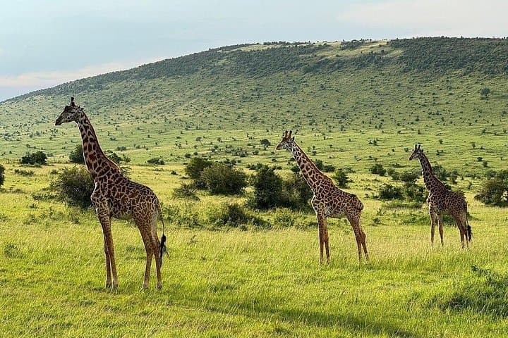 4-Day Maasai Mara Safari from Nairobi — Group 4x4 Wildlife Experience photo 1