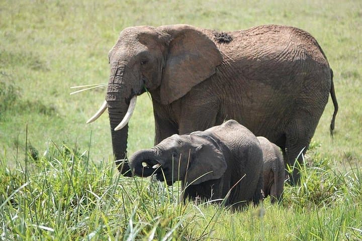 4-Day Maasai Mara Safari from Nairobi — Group 4x4 Wildlife Experience photo 2