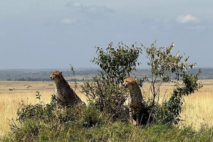 4-Day Maasai Mara Safari from Nairobi — Group 4x4 Wildlife Experience photo 3