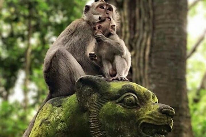 Customize a North Bali Day: Munduk Waterfalls, Temples & Rice Terraces photo 2