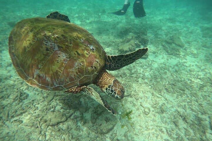Hikkaduwa Snorkeling with Sea Turtles: 2-Hour South Coast Adventure photo 4