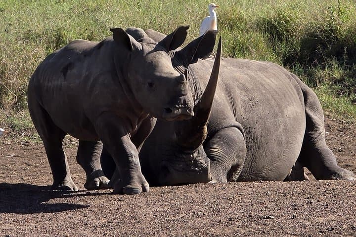 Experience Nairobi National Park and Elephant Orphanage: A Private Wildlife Safari Near Nairobi photo 3