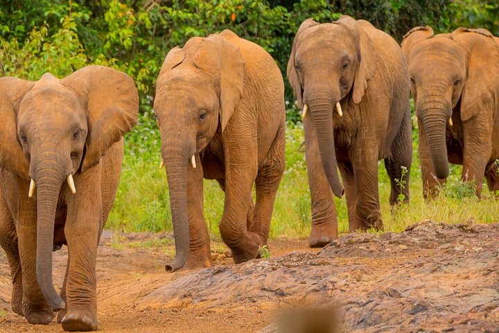 Experience Nairobi National Park and Elephant Orphanage: A Private Wildlife Safari Near Nairobi photo 1