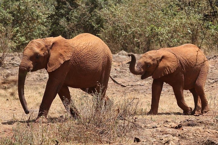 Experience Nairobi National Park and Elephant Orphanage: A Private Wildlife Safari Near Nairobi photo 4