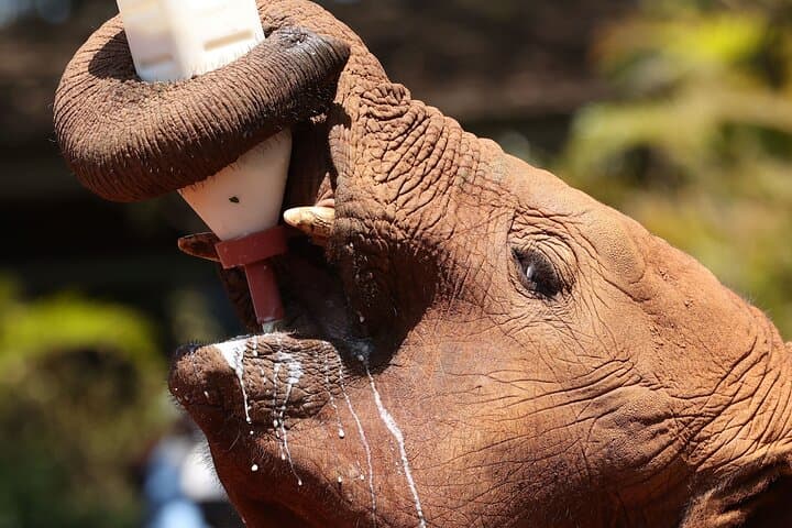 Inside Nairobi’s Wild Safari: Urban Wildlife, Elephant Orphans & Giraffe Encounters photo 2