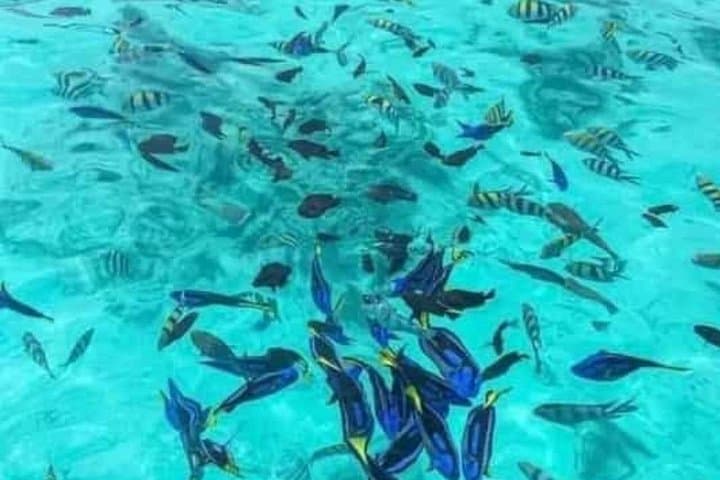 Zanzibar Jozani Forest, Kuza Cave & Blue Lagoon Day Tour with Starfish Beach photo 3