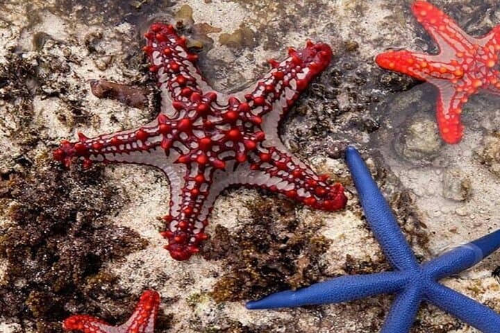Zanzibar Jozani Forest, Kuza Cave & Blue Lagoon Day Tour with Starfish Beach photo 4