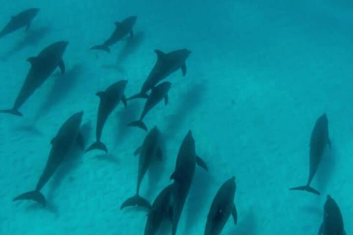 Mnemba Island Dolphins Watching and Snorkeling from Nungwi — Half-Day Boat Trip