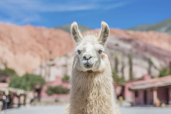 Salinas Grandes and Purmamarca: Full-Day Tour from Salta photo 4