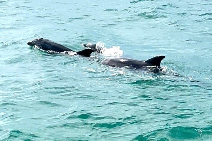 Sunset Dolphin Watching Tour in Destin — Evening Cruise to Crab Island photo 4