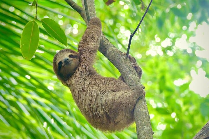 Bocas Mangrove Kayak & Reef Snorkel Eco Tour — Saigon Bay Wildlife & Coral Adventure