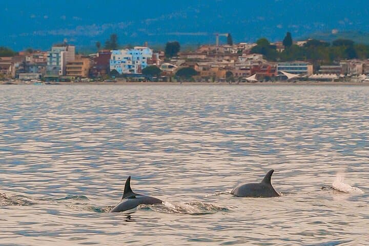 Sunset Dolphin-Watching Boat Tour from Giardini Naxos to Isola Bella photo 1