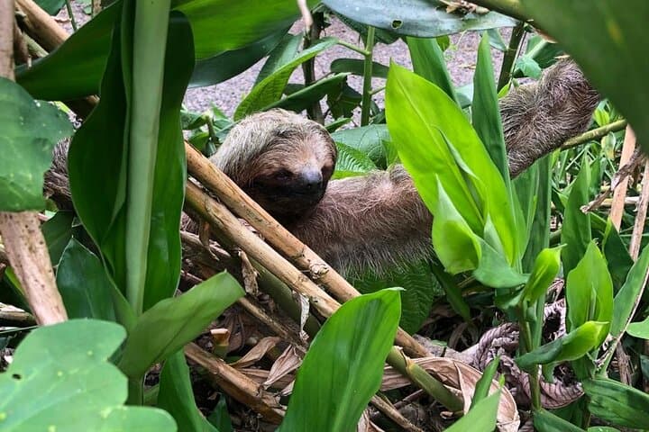 Rio Celeste Hike at Tenorio Volcano: Blue Waterfall, Sloth Trail & Local Lunch photo 4