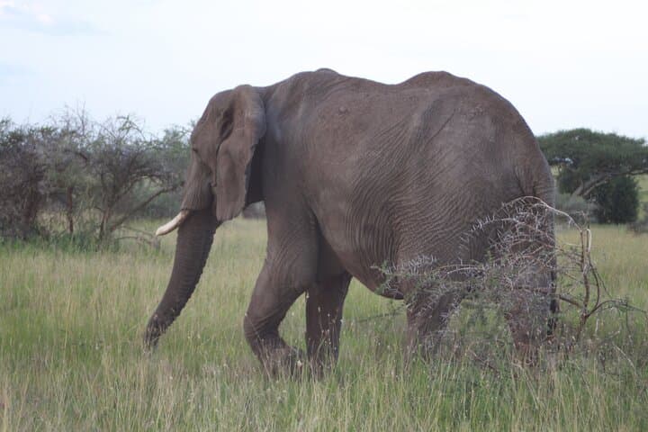 Day Trip Tarangire Safari from Arusha – Full-Day Game Drive & Picnic photo 2