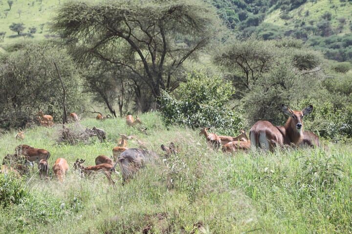 Day Trip Tarangire Safari from Arusha – Full-Day Game Drive & Picnic photo 3