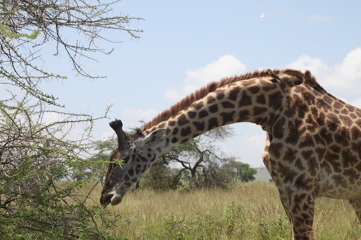 Day Trip Tarangire Safari from Arusha – Full-Day Game Drive & Picnic photo 4