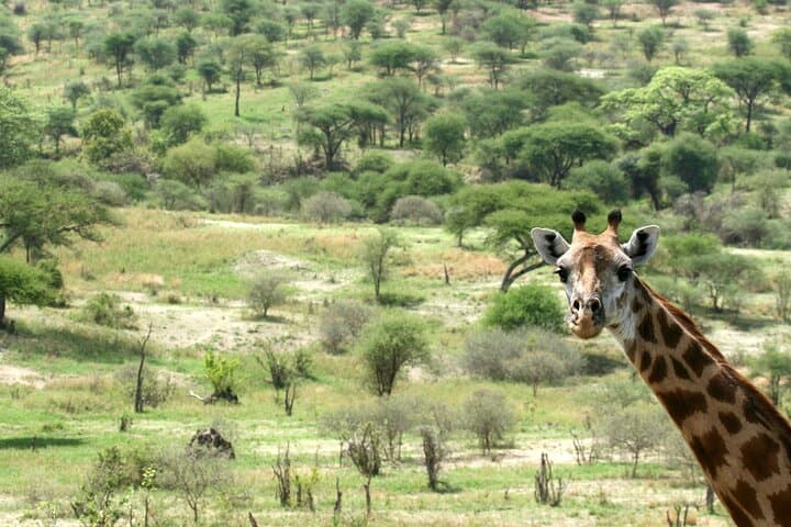 Day Trip Tarangire Safari from Arusha – Full-Day Game Drive & Picnic photo 5