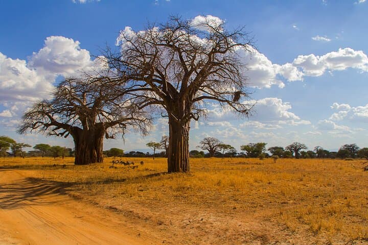 Day Trip Tarangire Safari from Arusha – Full-Day Game Drive & Picnic photo 6