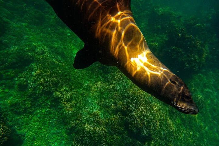 Balandra Beach Escape: Snorkel with Sea Lions in La Paz Bay photo 4