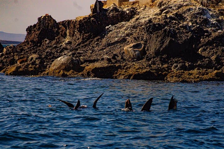 Espíritu Santo & Balandra Beach Sea Lion Snorkel — Day Tour from La Paz photo 3