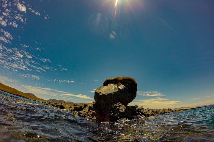 Balandra Beach Escape: Snorkel with Sea Lions in La Paz Bay
