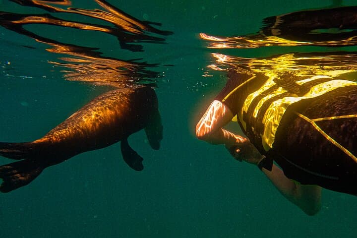 Balandra Beach Escape: Snorkel with Sea Lions in La Paz Bay photo 2
