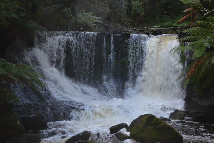 Mt Field Shore Excursion to Russell Falls — Guided Rainforest Walk from Hobart photo 2