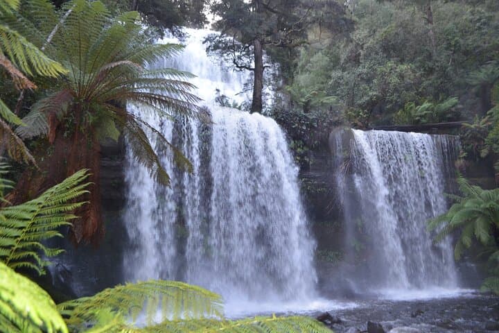 Mt Field Shore Excursion to Russell Falls — Guided Rainforest Walk from Hobart photo 4
