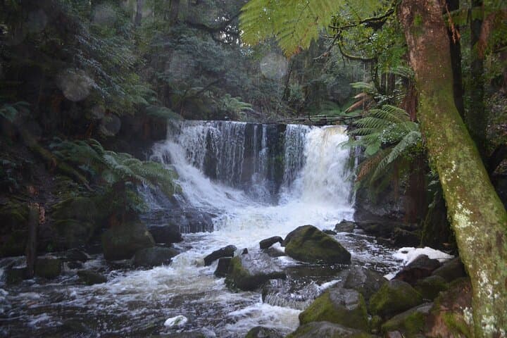 Mt Field Shore Excursion to Russell Falls — Guided Rainforest Walk from Hobart photo 3