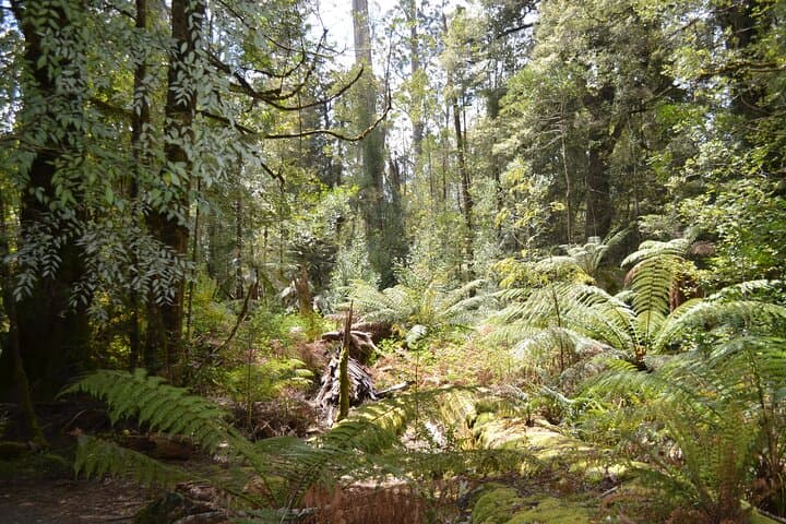 Mt Field Shore Excursion to Russell Falls — Guided Rainforest Walk from Hobart photo 6