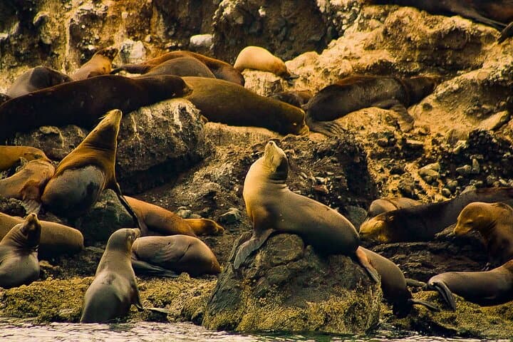 Espíritu Santo & Balandra Beach Sea Lion Snorkel — Day Tour from La Paz photo 1