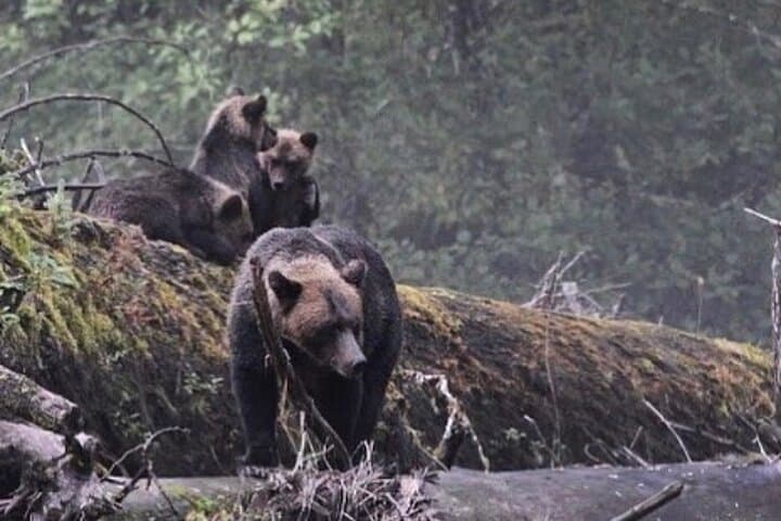 Explore Ketchikan’s Wild Side: Custom 4-Hour Private Tour with Wildlife and History photo 3