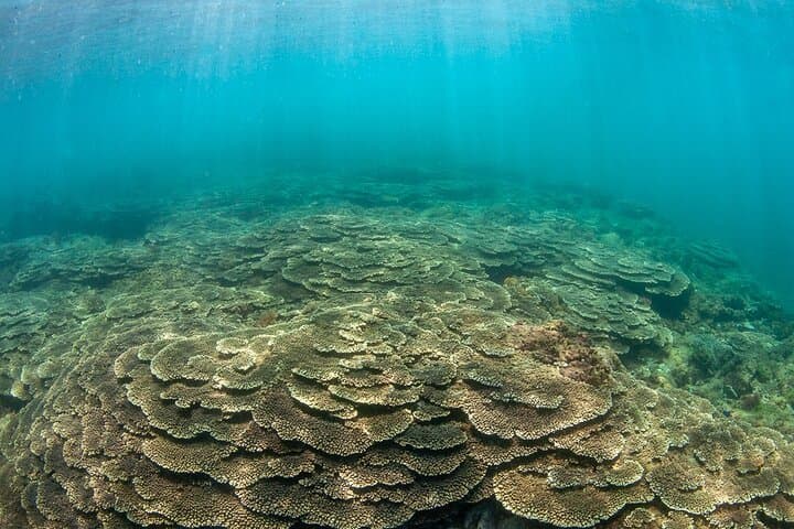 Kushimoto Scuba Diving: Introductory Dives at Japan’s Northernmost Coral Reefs photo 4