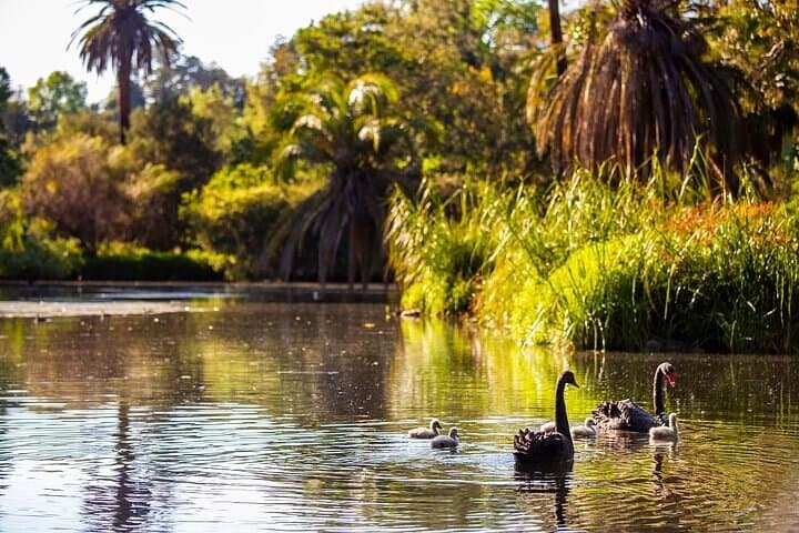 Melbourne Gardens Explorer: 30-Min Open-Air Minibus Tour of Royal Botanic Gardens photo 5