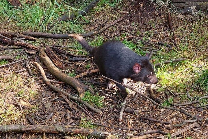 Tasmanian Wildlife and Mount Wellington Day Trip from Hobart photo 3