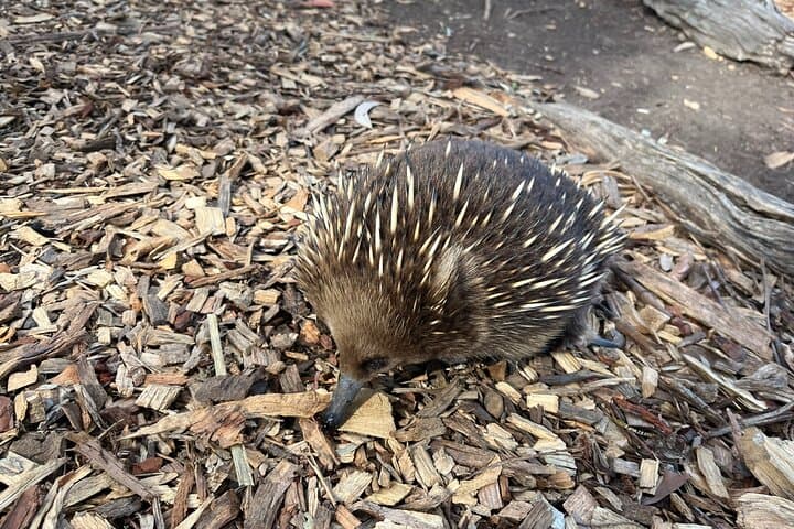 Tasmanian Wildlife and Mount Wellington Day Trip from Hobart photo 4