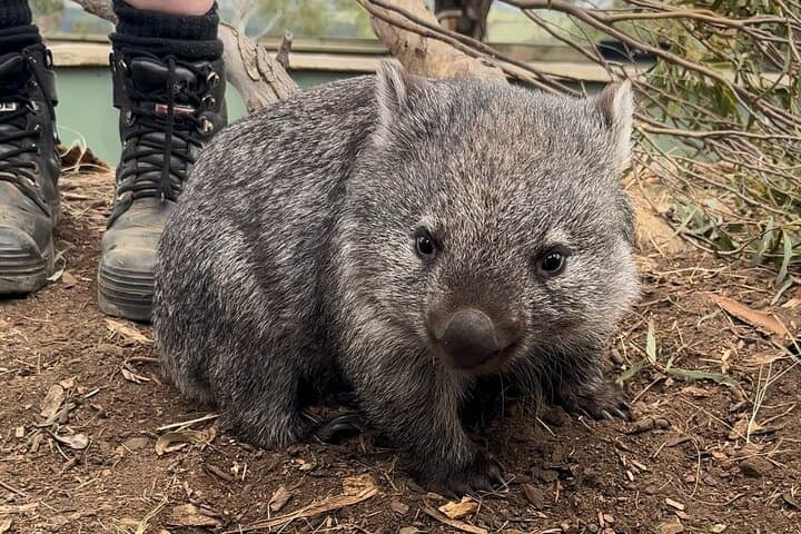 Tasmanian Wildlife and Mount Wellington Day Trip from Hobart photo 2
