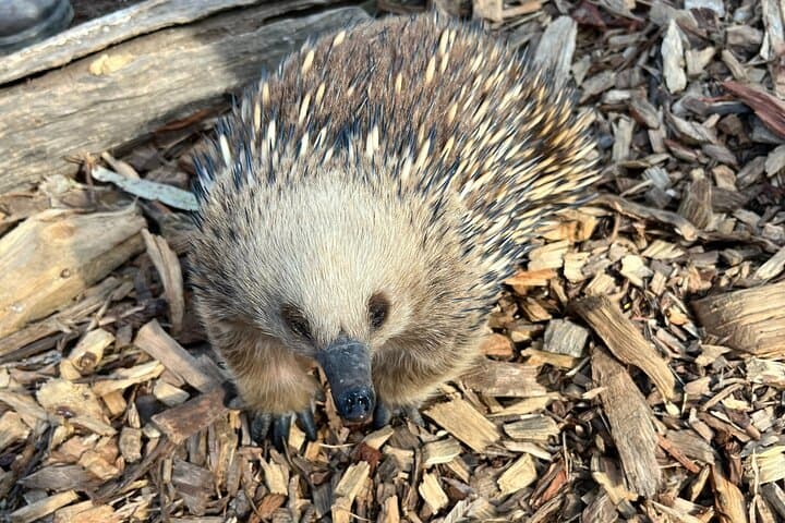 Bonorong Wildlife and Richmond Heritage Day Tour from Hobart photo 2