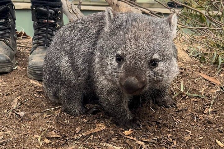 Bonorong Wildlife and Richmond Heritage Day Tour from Hobart photo 3