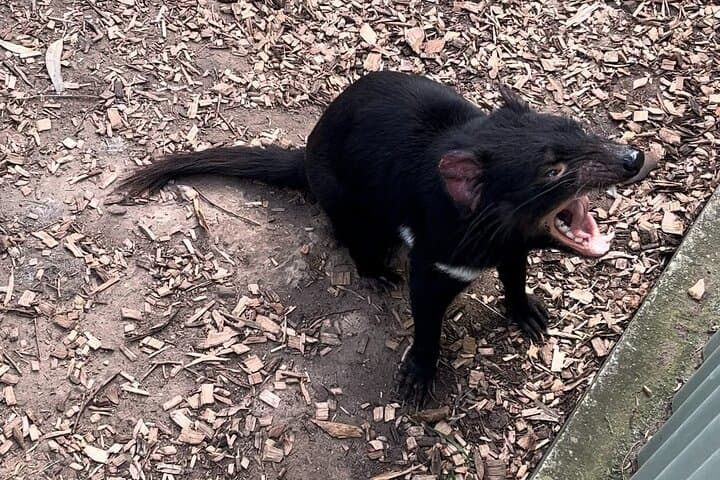 Bonorong Wildlife and Richmond Heritage Day Tour from Hobart photo 4
