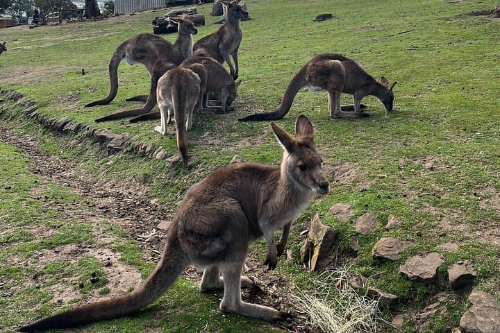 Bonorong Wildlife and Richmond Heritage Day Tour from Hobart photo 5