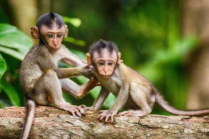 Ubud Highlights: Rice Terraces, Temple, Waterfall & Monkey Forest Day Tour photo 2