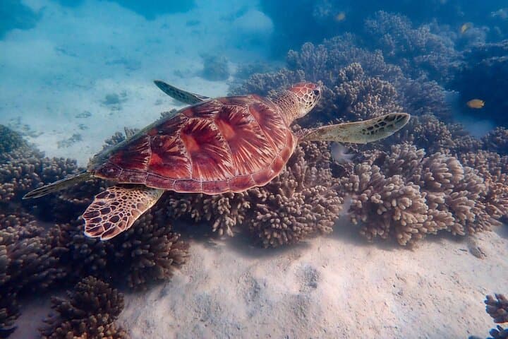 Ningaloo Full-Day Hike and Drift Snorkel at Turquoise Bay photo 2
