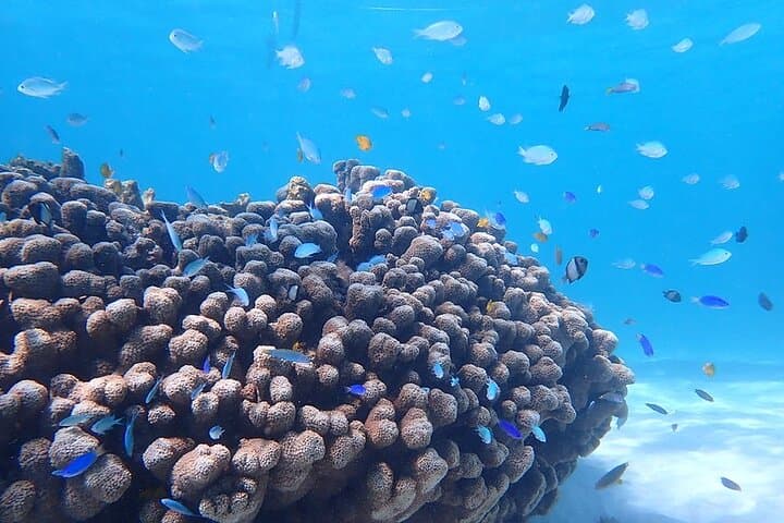 Ningaloo Full-Day Hike and Drift Snorkel at Turquoise Bay photo 5